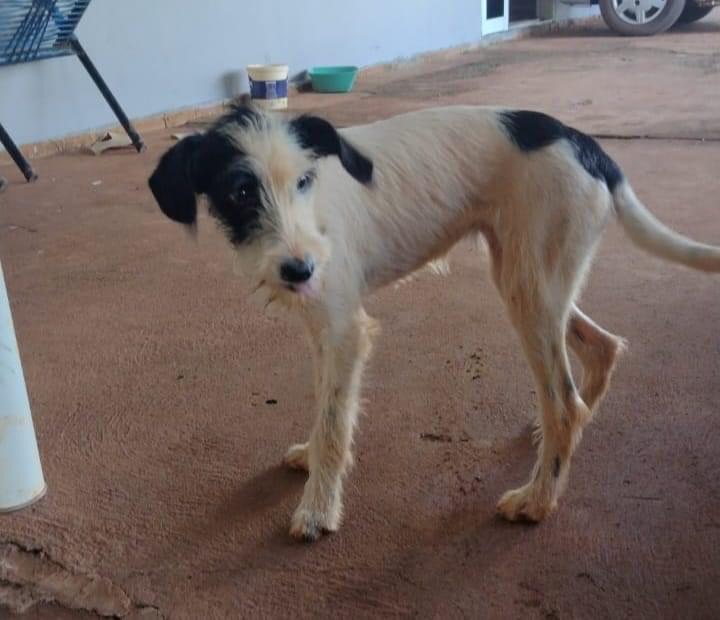 CACHORRINHA SIMPÁTICA PARA ADOÇÃO RESPONSÁVEL