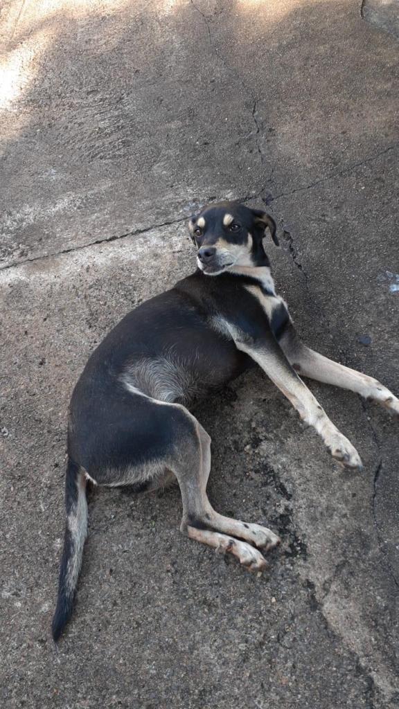 CACHORRA RESGATADA APÓS ATROPELAMENTO ESTÁ NO CANIL