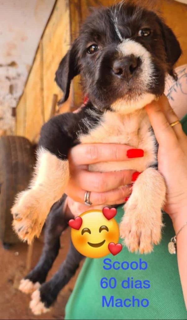 PETS IRRESISTÍVEIS PARA ADOÇÃO RESPONSÁVEL