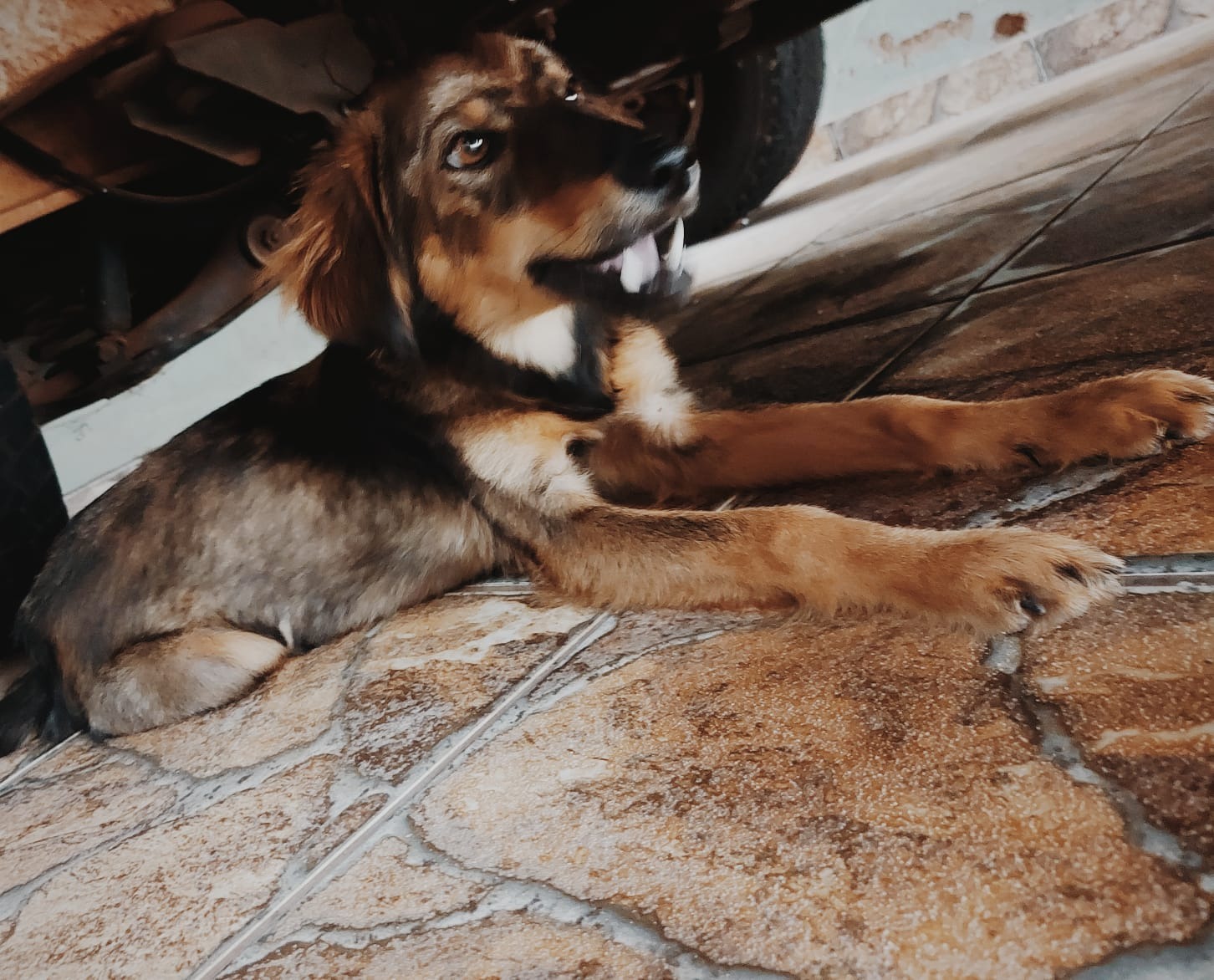 APÓS ABANDONO CACHORRO ESPERA POR UM LAR