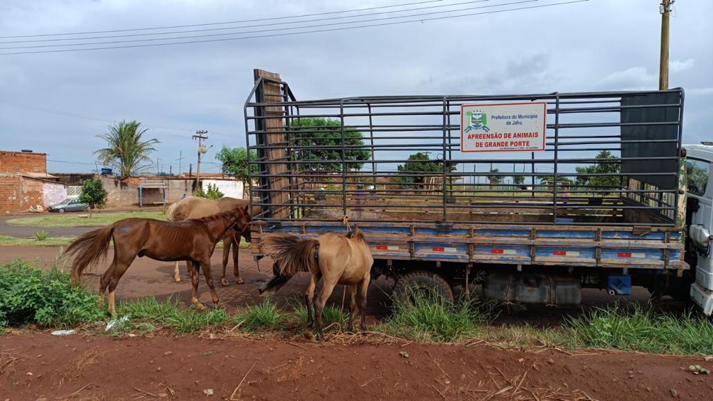 ANIMAIS EM SITUAÇÃO DE RISCO SÃO APREENDIDOS