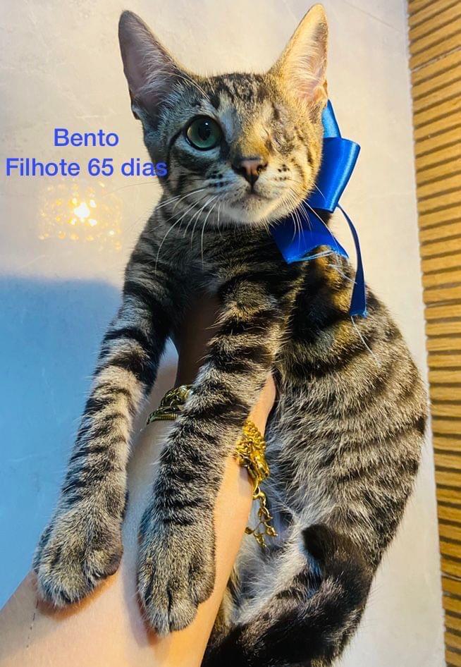 GATINHOS 'BEBÊS' PARA ADOÇÃO ESPECIAL