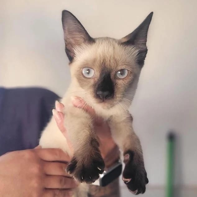 BEBÊS PARA ADOÇÃO RESPONSÁVEL