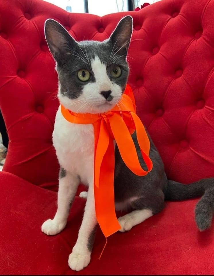 GATO DISPONÍVEL PARA ADOÇÃO