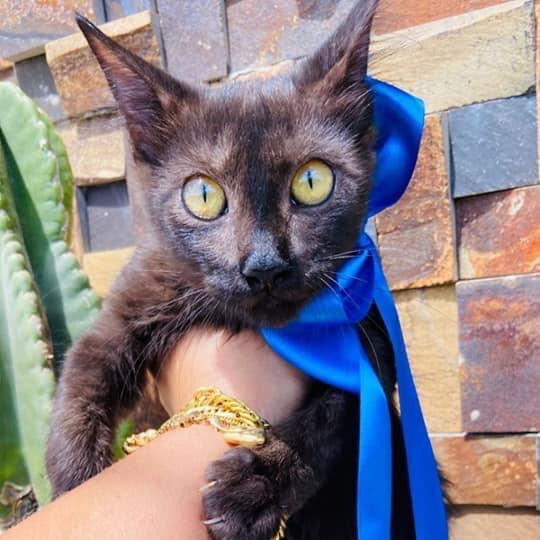 GATOS SUPER FOFOS PARA ADOÇÃO RESPONSÁVEL