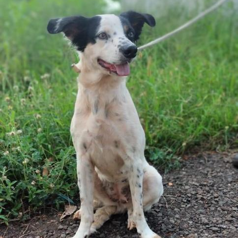 AJUDE A ENCONTRAR O TUTOR