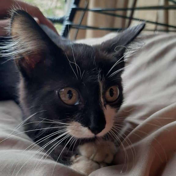 GATO ENCONTRADO EM MOTOR DE CARRO