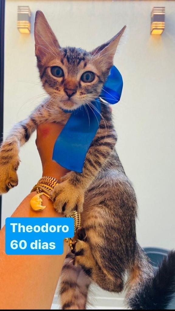 GATINHOS PARA ADOÇÃO RESPONSÁVEL