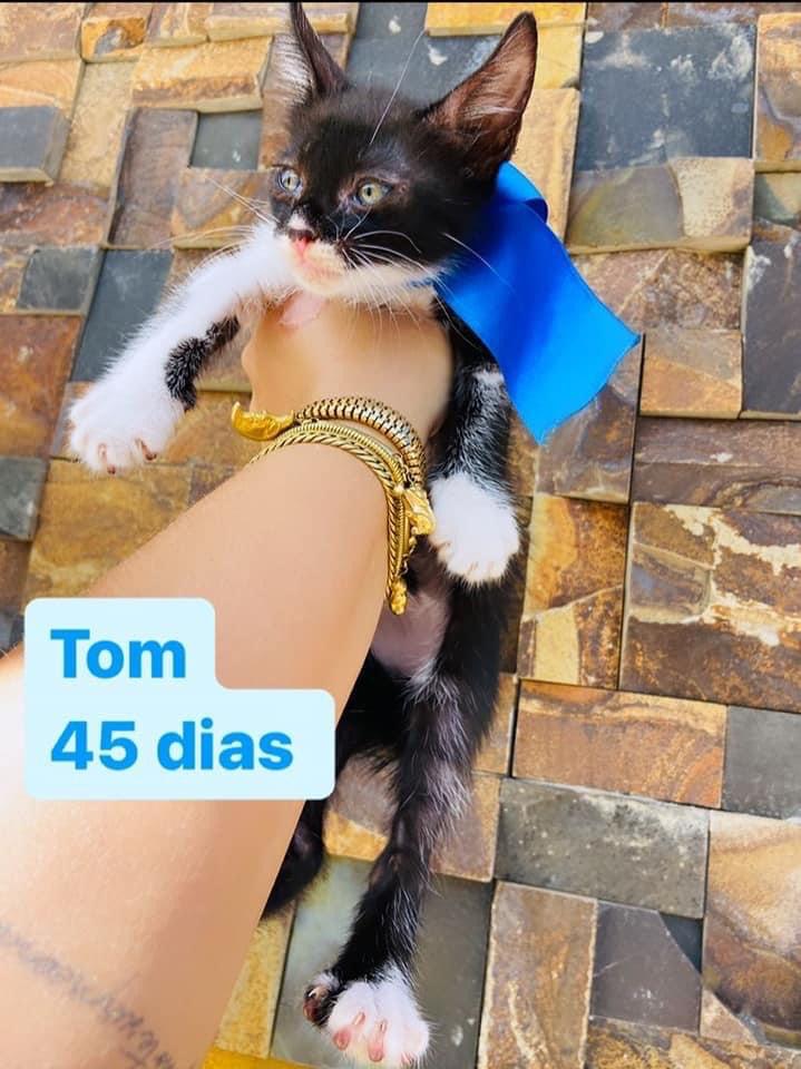 GATINHOS DISPONÍVEIS PARA ADOÇÃO RESPONSÁVEL