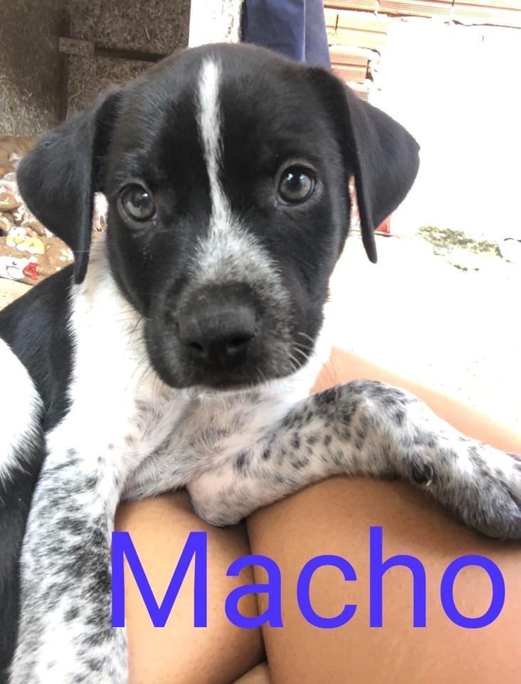 FILHOTES DE CÃES PARA ADOÇÃO