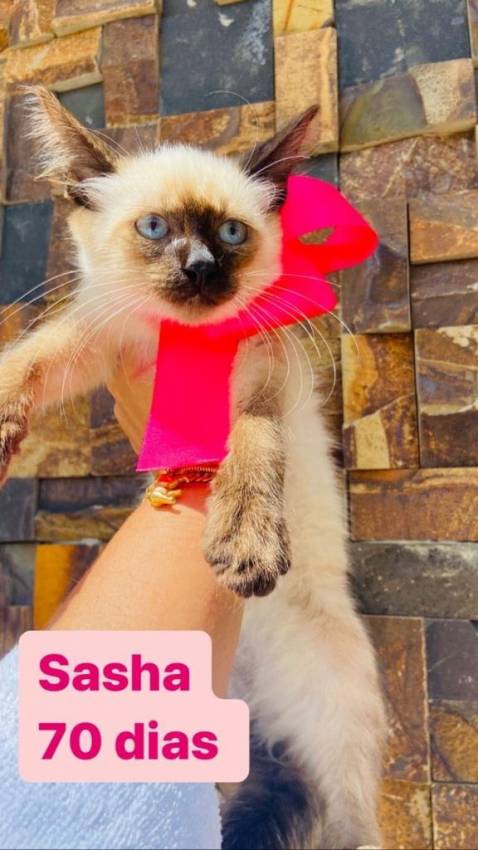 GATINHAS PARA ADOÇÃO RESPONSÁVEL