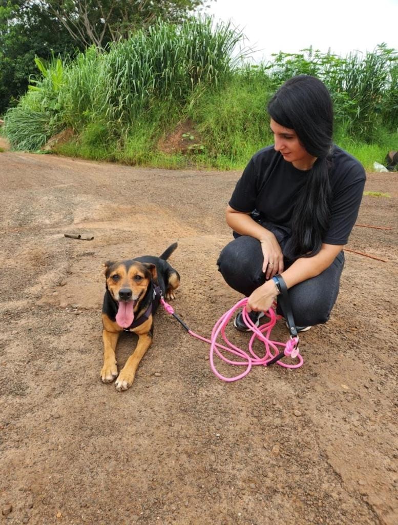CÃES PASSAM POR ADESTRAMENTO POSITIVO