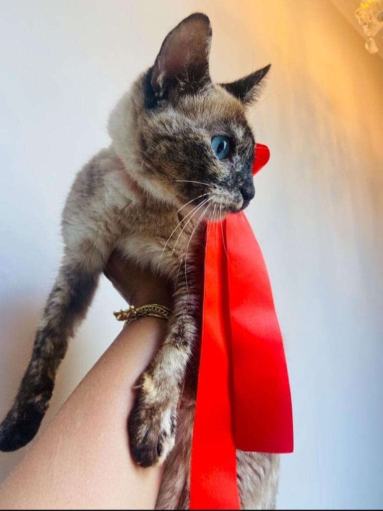 GATINHA PARA ADOÇÃO RESPONSÁVEL E ESPECIAL