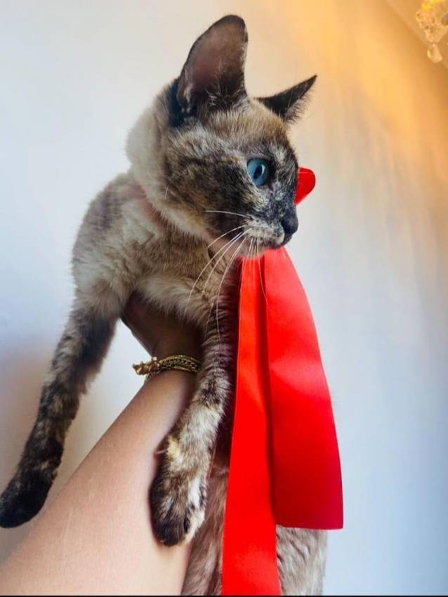 GATINHA PARA ADOÇÃO RESPONSÁVEL E ESPECIAL