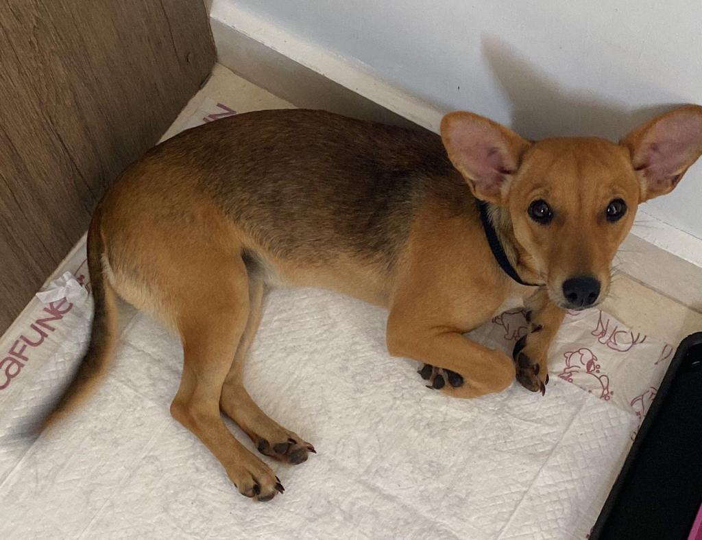 APÓS ABANDONO CACHORRA ESTÁ DISPONÍVEL PARA ADOAÇÃO