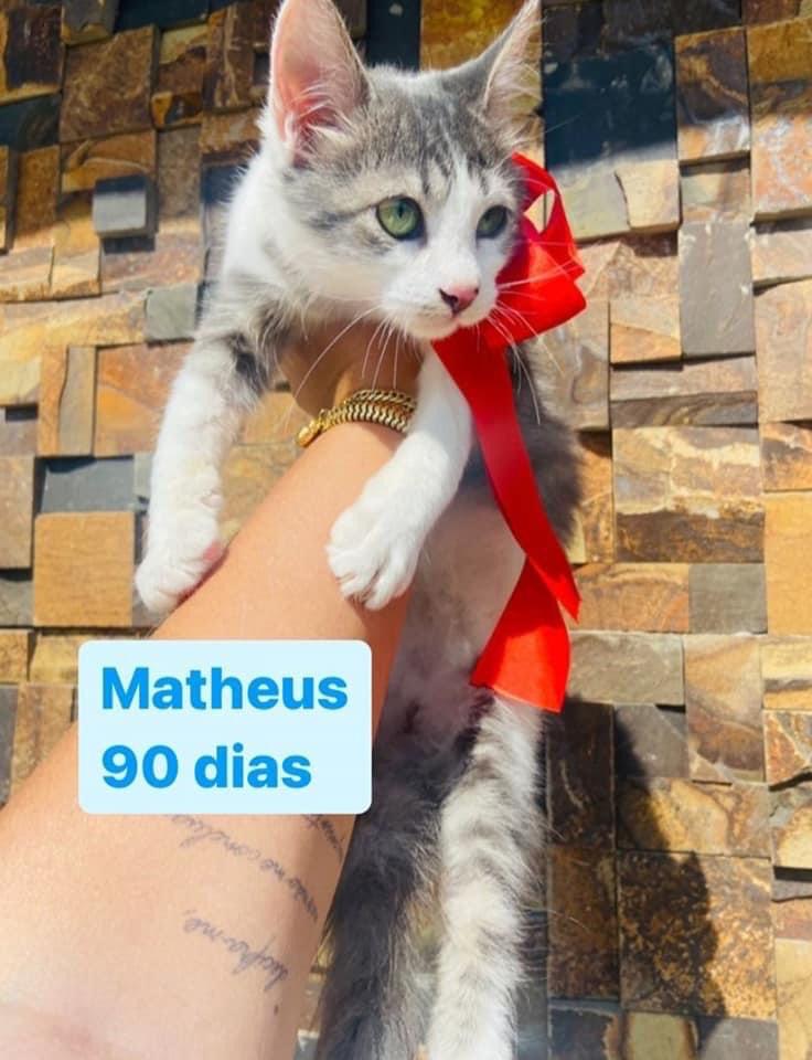 GATINHOS FILHOTES PARA ADOÇÃO RESPONSÁVEL