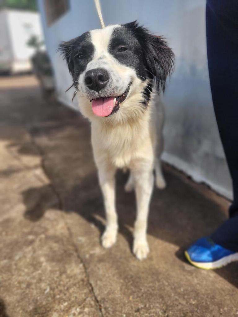 CÃES DISPONÍVEIS À ADOÇÃO RESPONSÁVEL