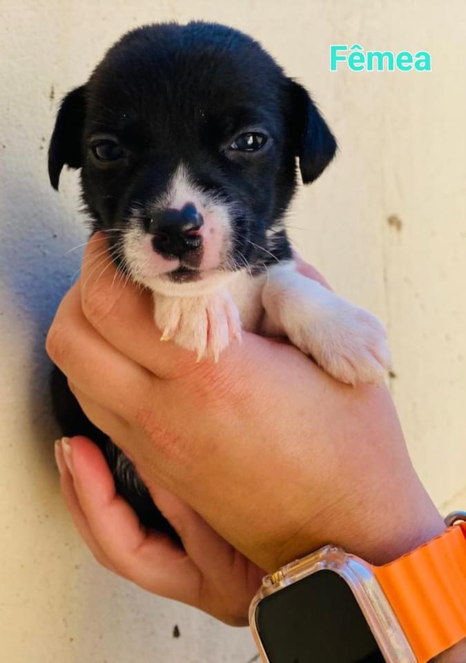 FILHOTES ÓRFÃOS PARA ADOÇÃO RESPONSÁVEL