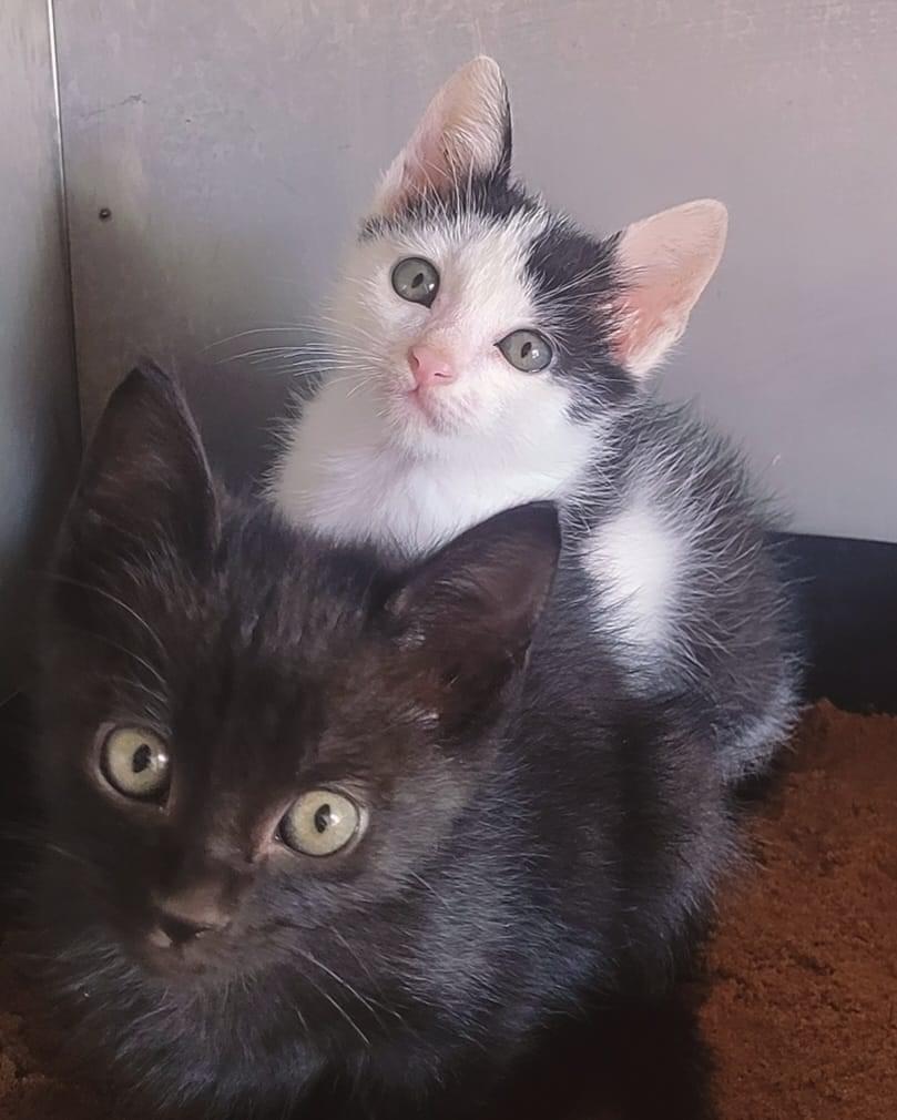 GATINHOS PARA ADOÇÃO