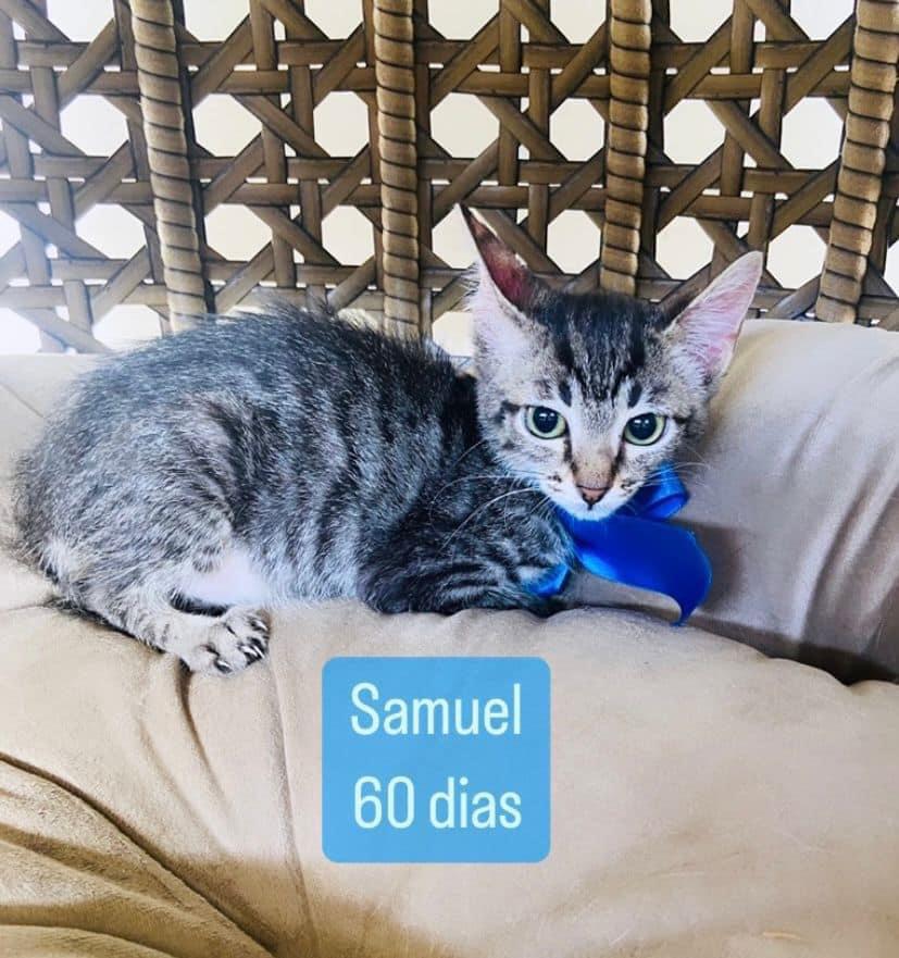 GATINHOS PARA ADOÇÃO RESPONSÁVEL