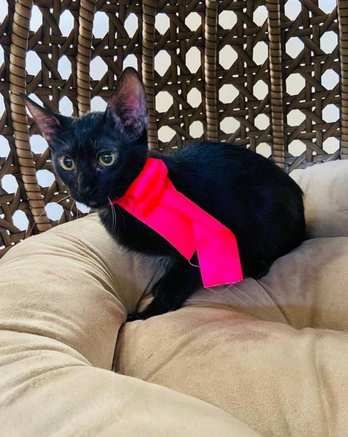 FILHOTES FÊMEAS DE CÃES E GATINHA ESPECIAL PARA ADOÇÃO