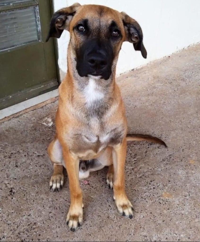 ADOÇÃO: FOFURA EM QUATRO PATAS