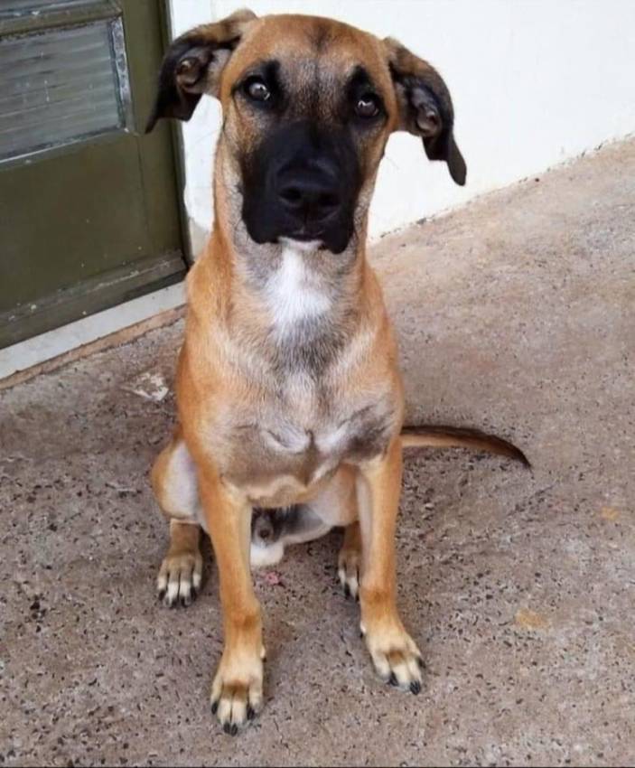 ADOÇÃO: FOFURA EM QUATRO PATAS