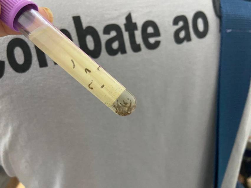 DENGUE: AÇÃO IDENTIFICA LOCAIS COM LARVAS DO AEDES AEGYPTI