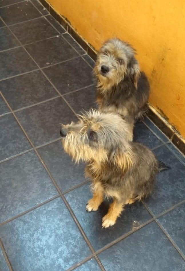 ALERTA FOFURA - ADOÇÃO RESPONSÁVEL