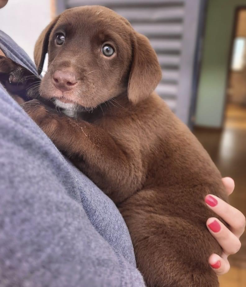 ALERTA DE FOFURA - ADOÇÃO RESPONSÁVEL