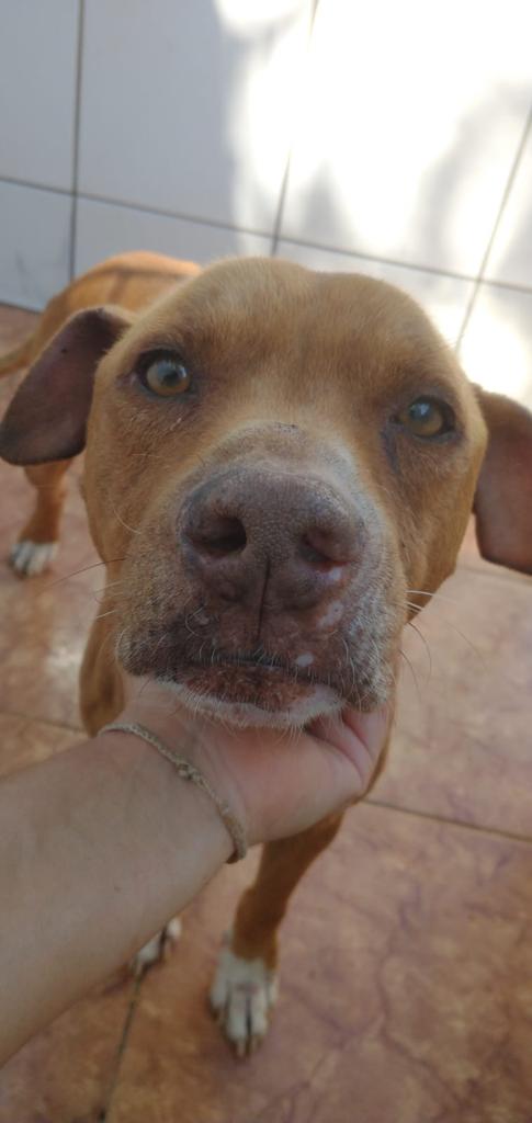 VÍTIMAS DE MAUS-TRATOS OLÍVIA E POPEYE SÃO RESGATADOS