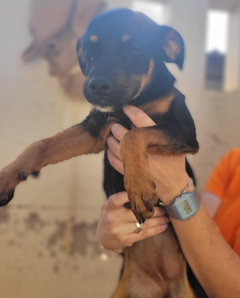 ANIMAIS RESGATADOS GANHAM MAIS UMA CHANCE