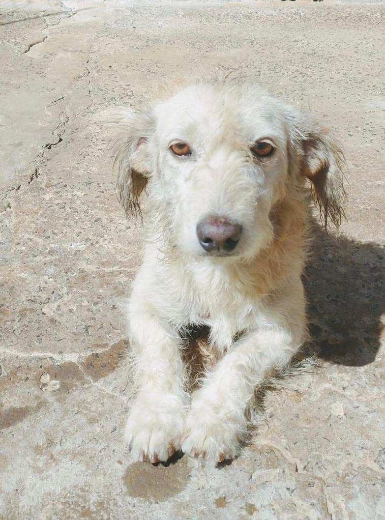 EM UM ÚNICO DIA 5 ANIMAIS SÃO RESGATADOS APÓS ABANDONO