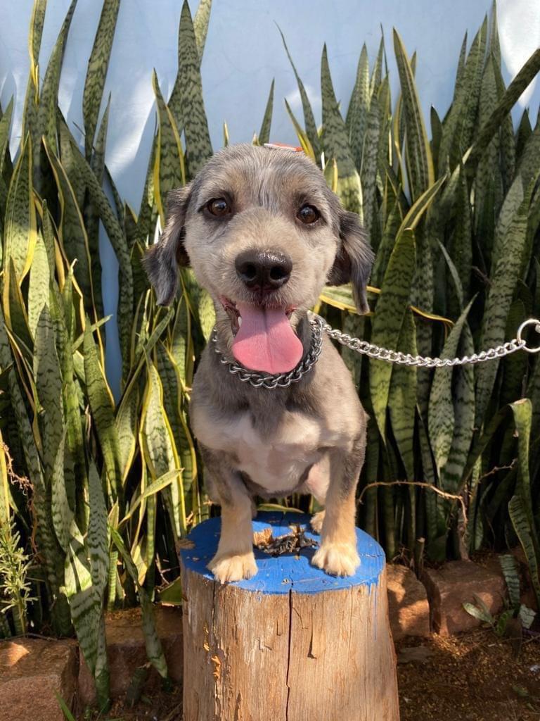 GÊMEAS PARA ADOÇÃO RESPONSÁVEL