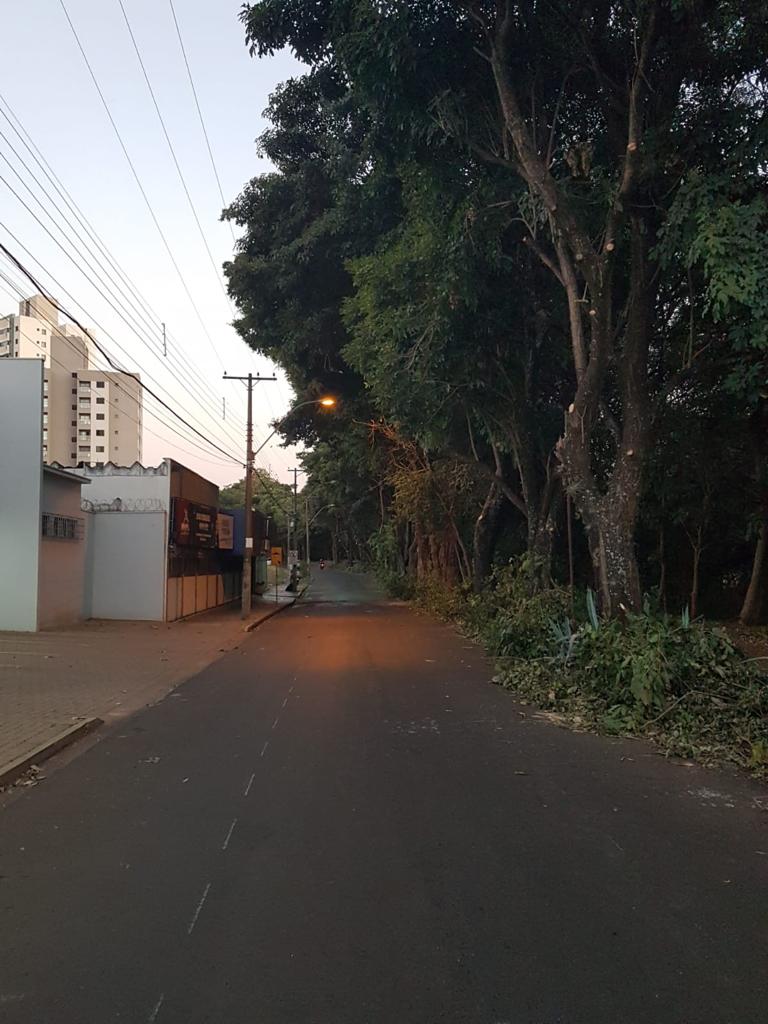 ÁRVORES PASSAM POR LEVANTAMENTO DE PODA