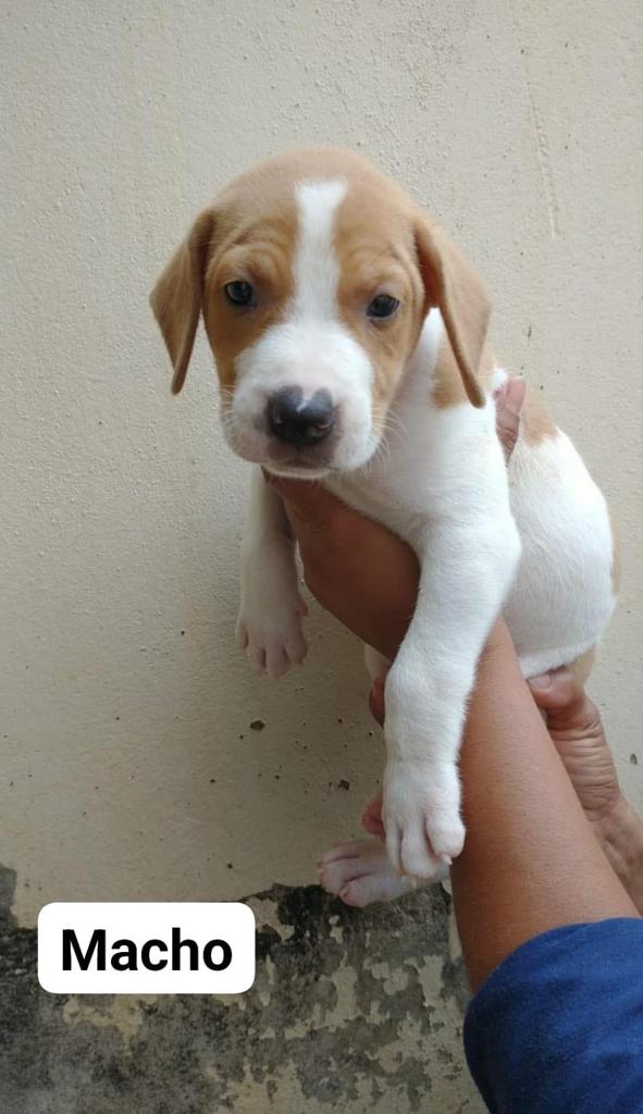 FILHOTES DISPONÍVEIS PARA ADOÇÃO RESPONSÁVEL