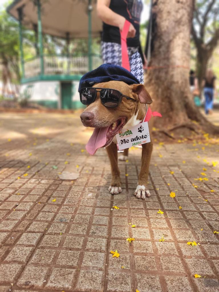 FILHOTES CONSEGUEM LAR COM CAMPANHA DE ADOÇÃO ANIMAL