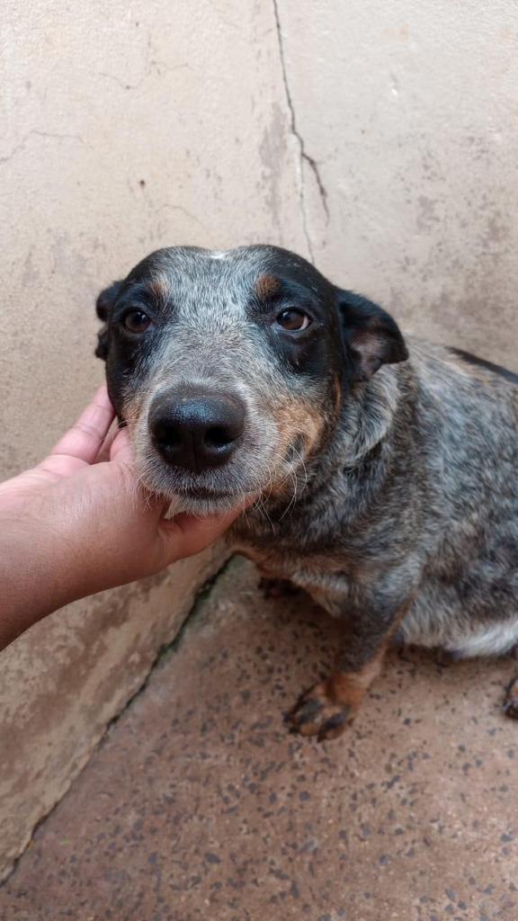 CACHORRA PRENHA É RESGATADA NO JARDIM PARATI