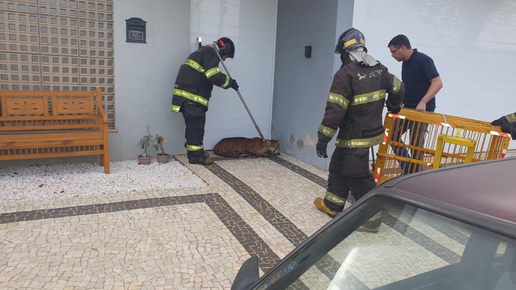 ONÇA PARDA FERIDA É RESGATADA EM CONDOMÍNIO