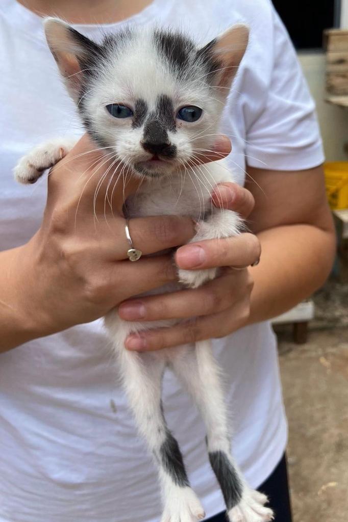 GATINHOS DISPONÍVEIS PARA ADOÇÃO RESPONSÁVEL