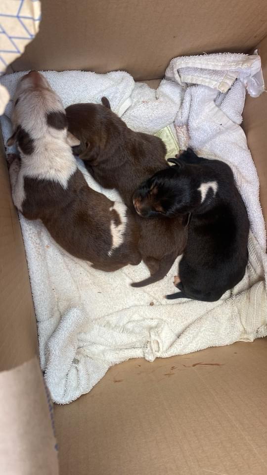 CACHORRA E TRÊS FILHOTES RECÉM-NASCIDOS SÃO RESGATADOS EM POTUNDUVA