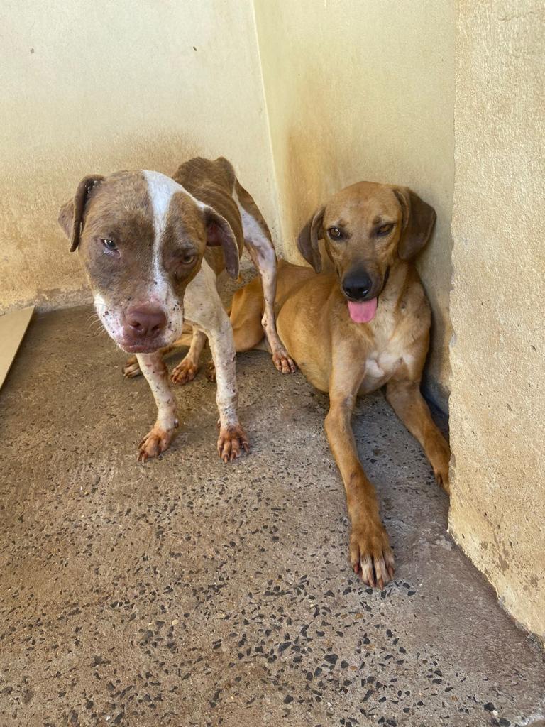 CÃES VÍTIMAS DE MAUS-TRATOS E ABANDONADOS NAS RUAS SÃO RESGATADOS