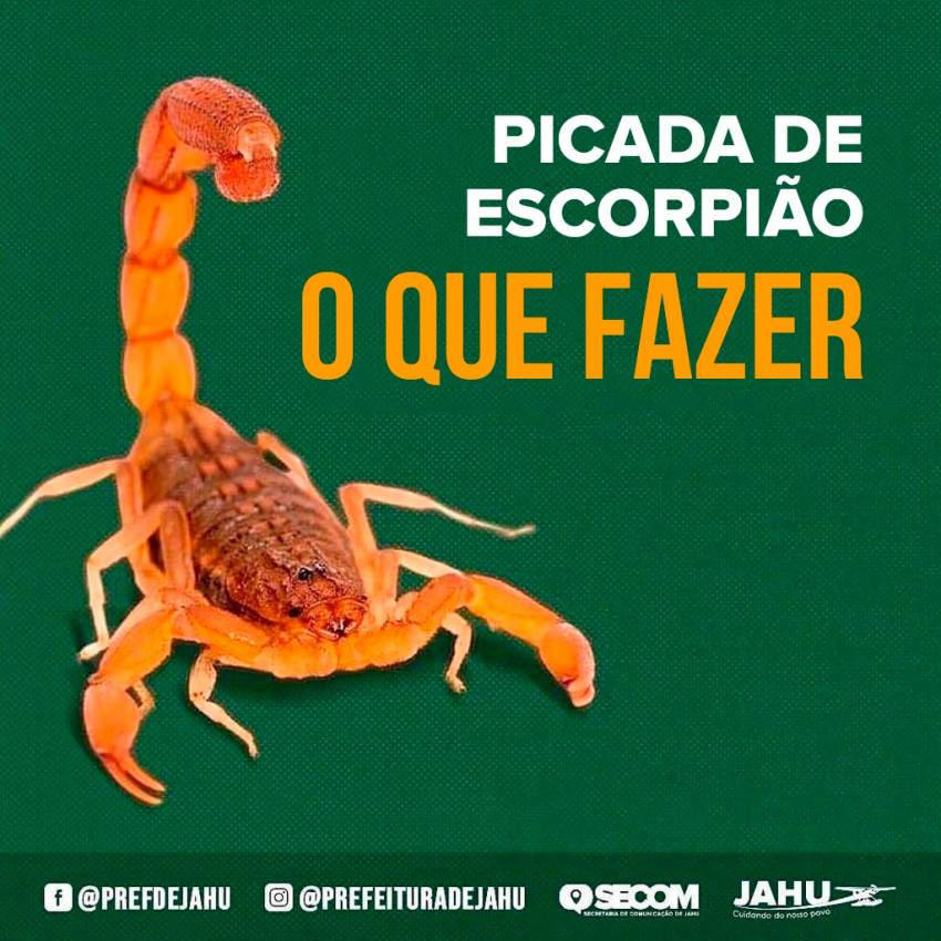 PICADA DE ESCORPIÃO - O QUE FAZER
