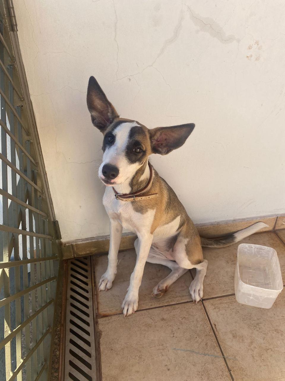 CACHORRA PRESA SEM COMIDA E ÁGUA EM CASA ABANDONADA É RESGATADA