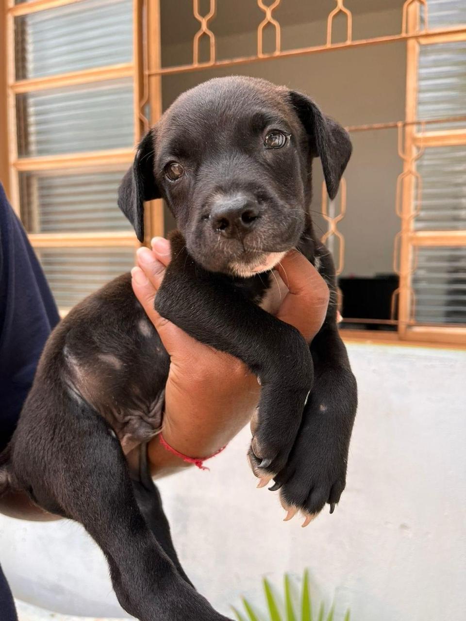 FILHOTE DISPONÍVEL PARA ADOÇÃO RESPONSÁVEL