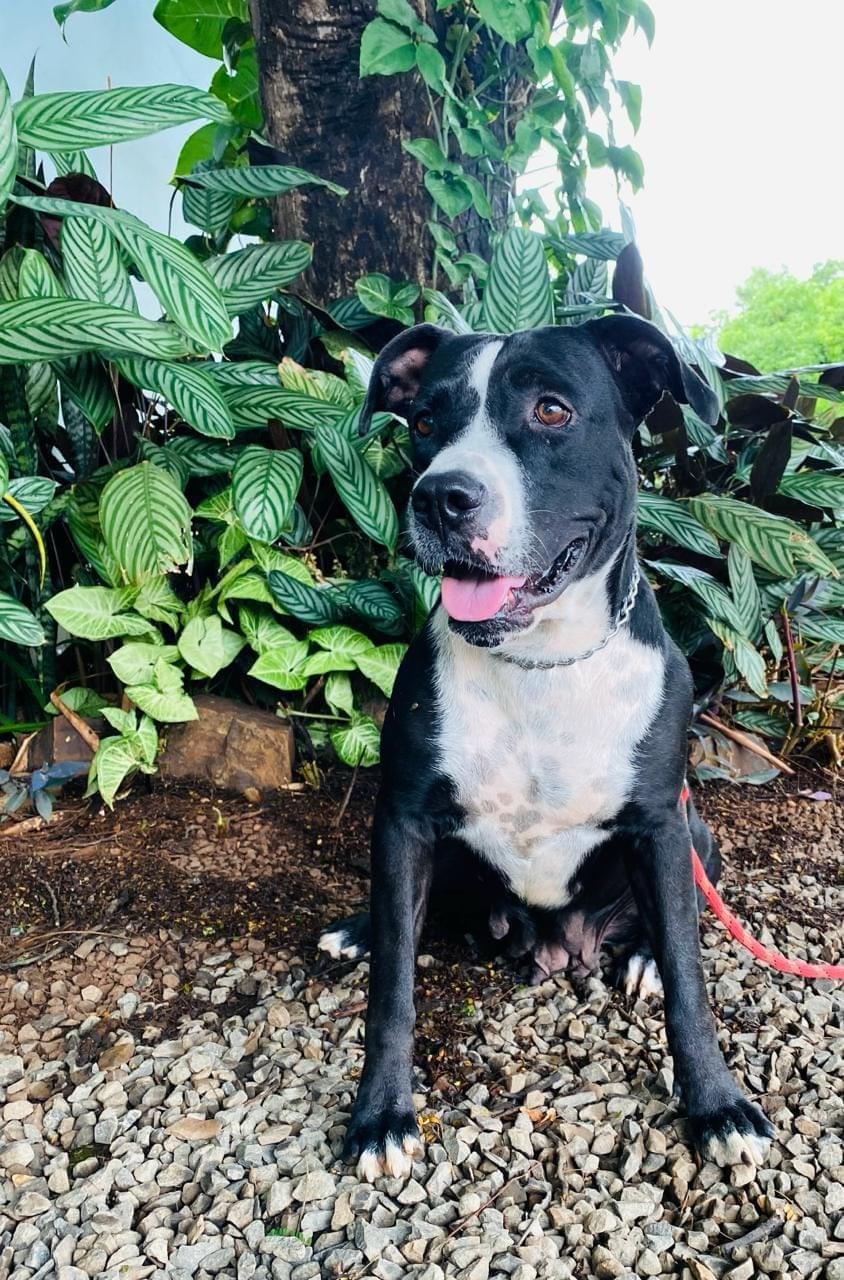 KYRA E MELISSA - ADOÇÃO RESPONSÁVEL E ESPECIAL