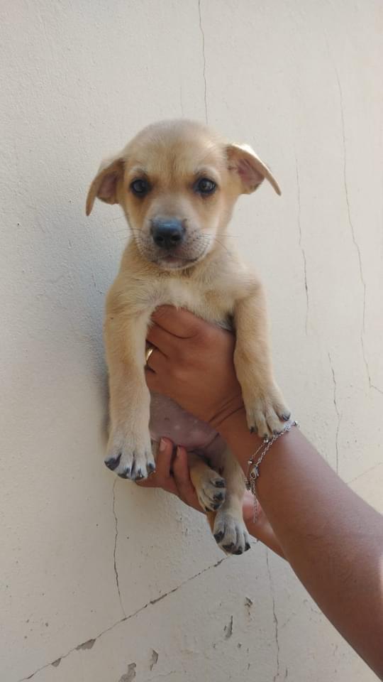 BEBEZINHOS DE 45 DIAS DISPONÍVEIS PARA ADOÇÃO RESPONSÁVEL