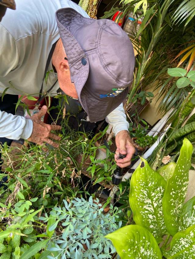COMBATE À DENGUE - VILA SAMPAIO E CILA DE LÚCIO BAUAB