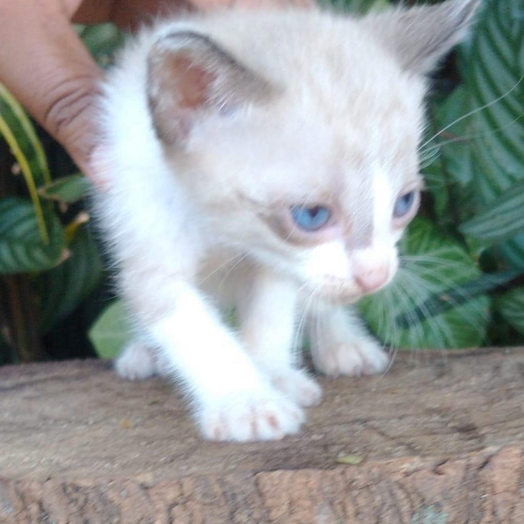 PETS À ESPERA DE UM LAR