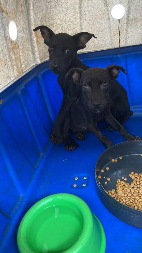 FILHOTINHOS INFESTADOS DE PARASITAS SÃO ENCONTRADOS NO CEPROM